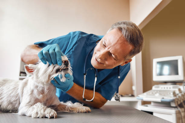 Best Emergency Dental Extractions in Lincoln, ND